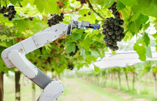 robotic arm picking grapes