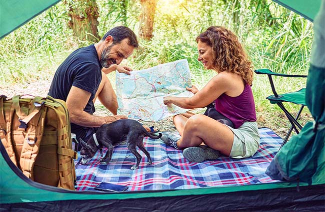 A couple camping with their dog.