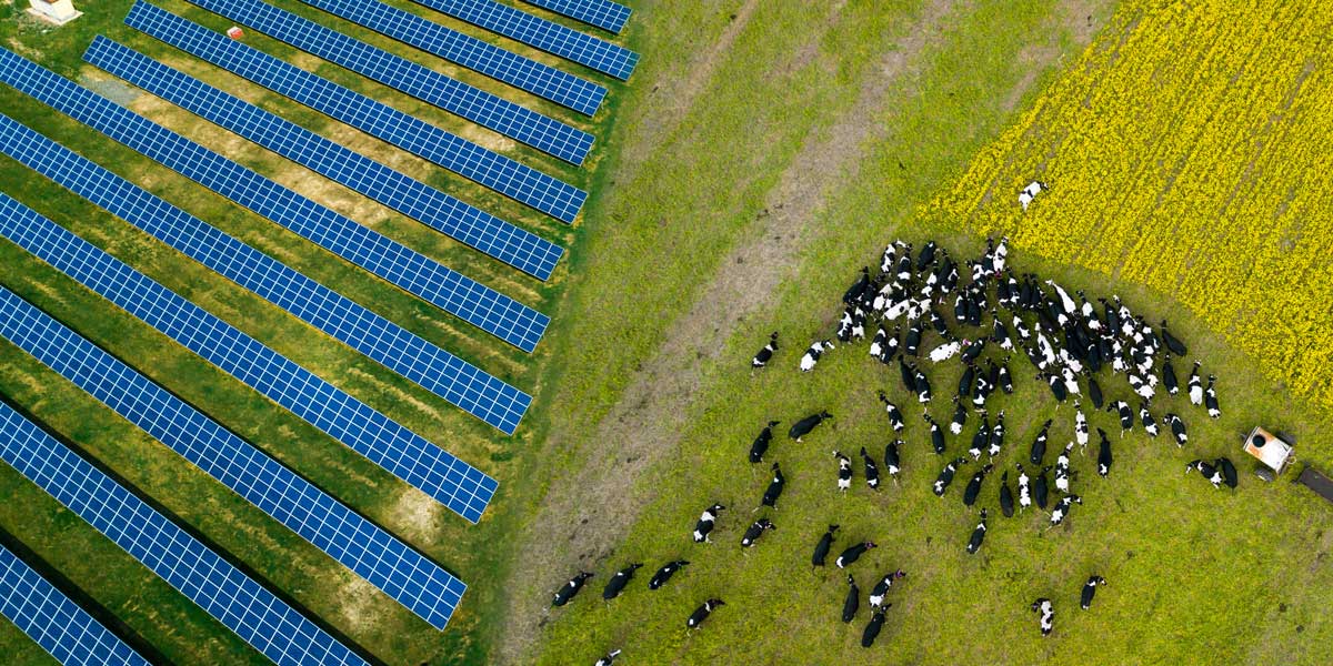 aerial of cattle and solar panels
